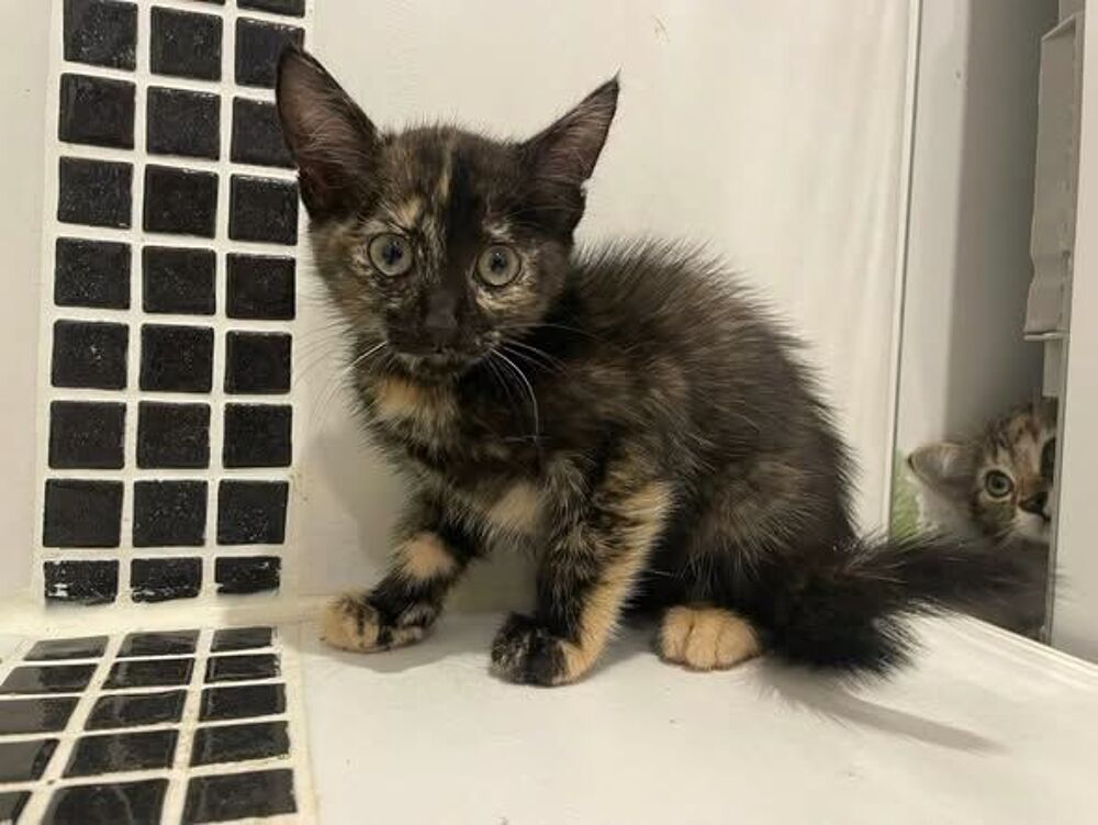   Chat KOQUET à l adoption 
