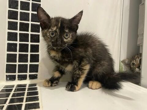 Chat KOQUET &agrave; l adoption 140 26260 Saint-donat-sur-l'herbasse