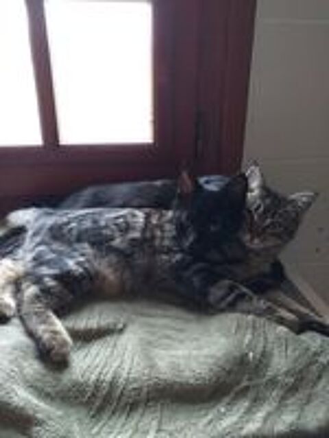   ADOPTION AMBRE 