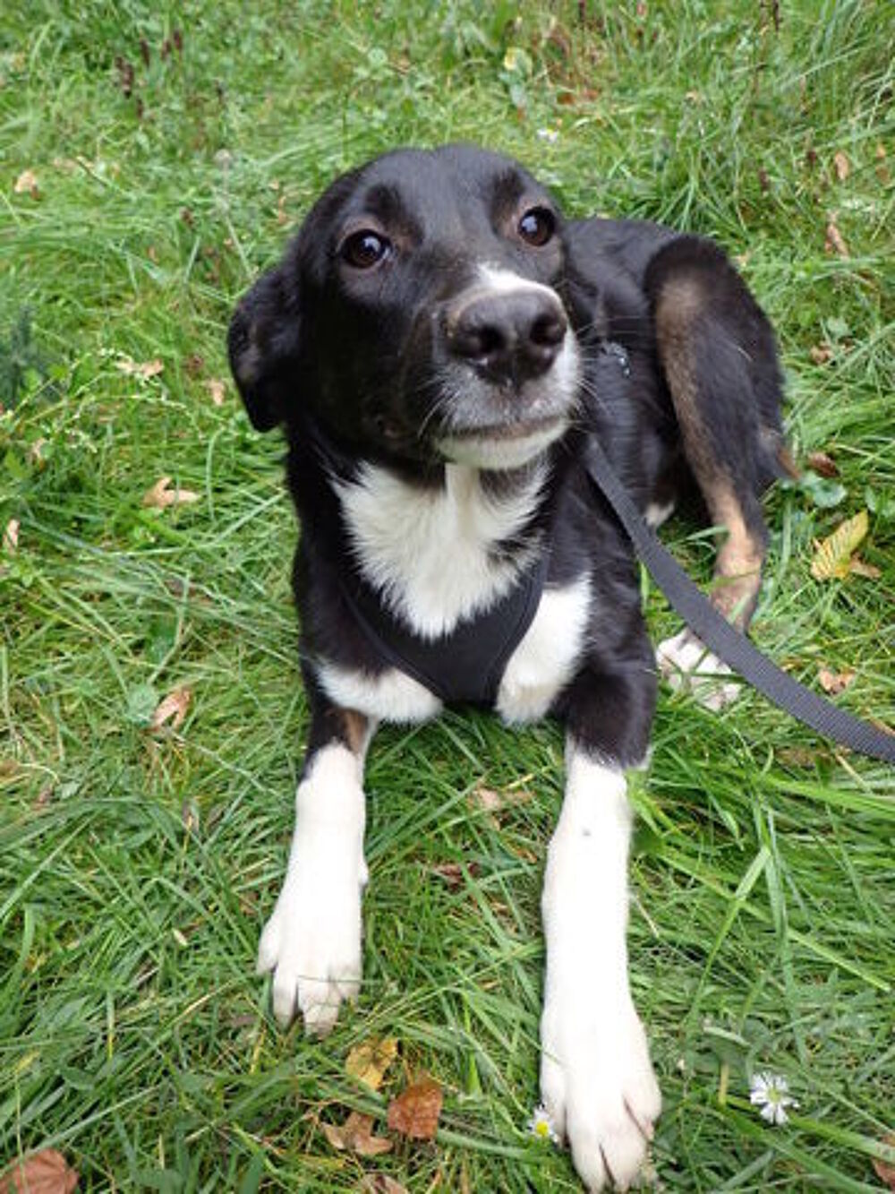   Gentiane, chiot à adopter 