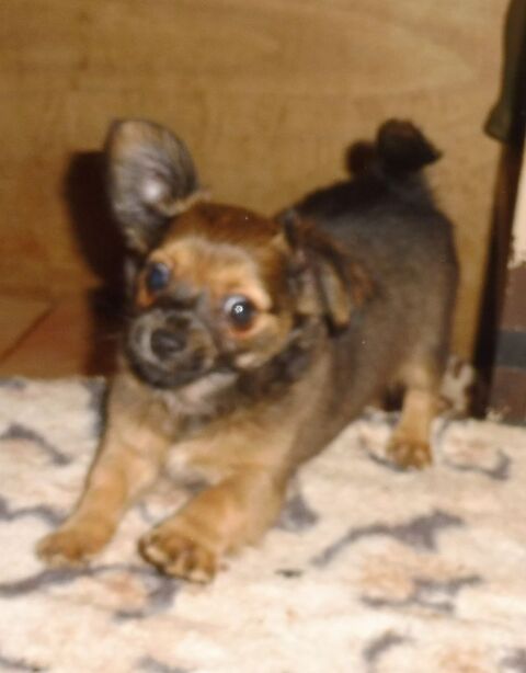 TOUTE PETITE CHIHUAHUA 980 82000 Montauban