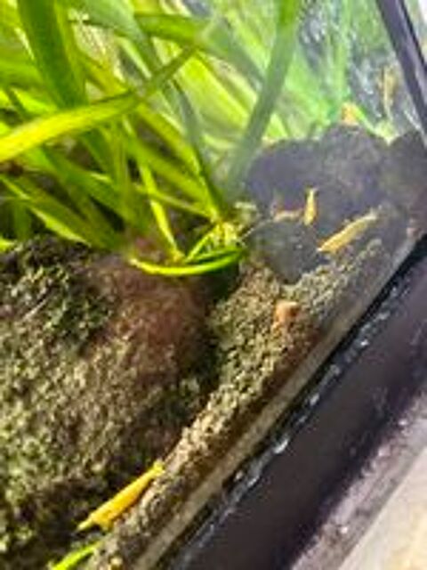  Crevette aquarium Bloody/Yellow 