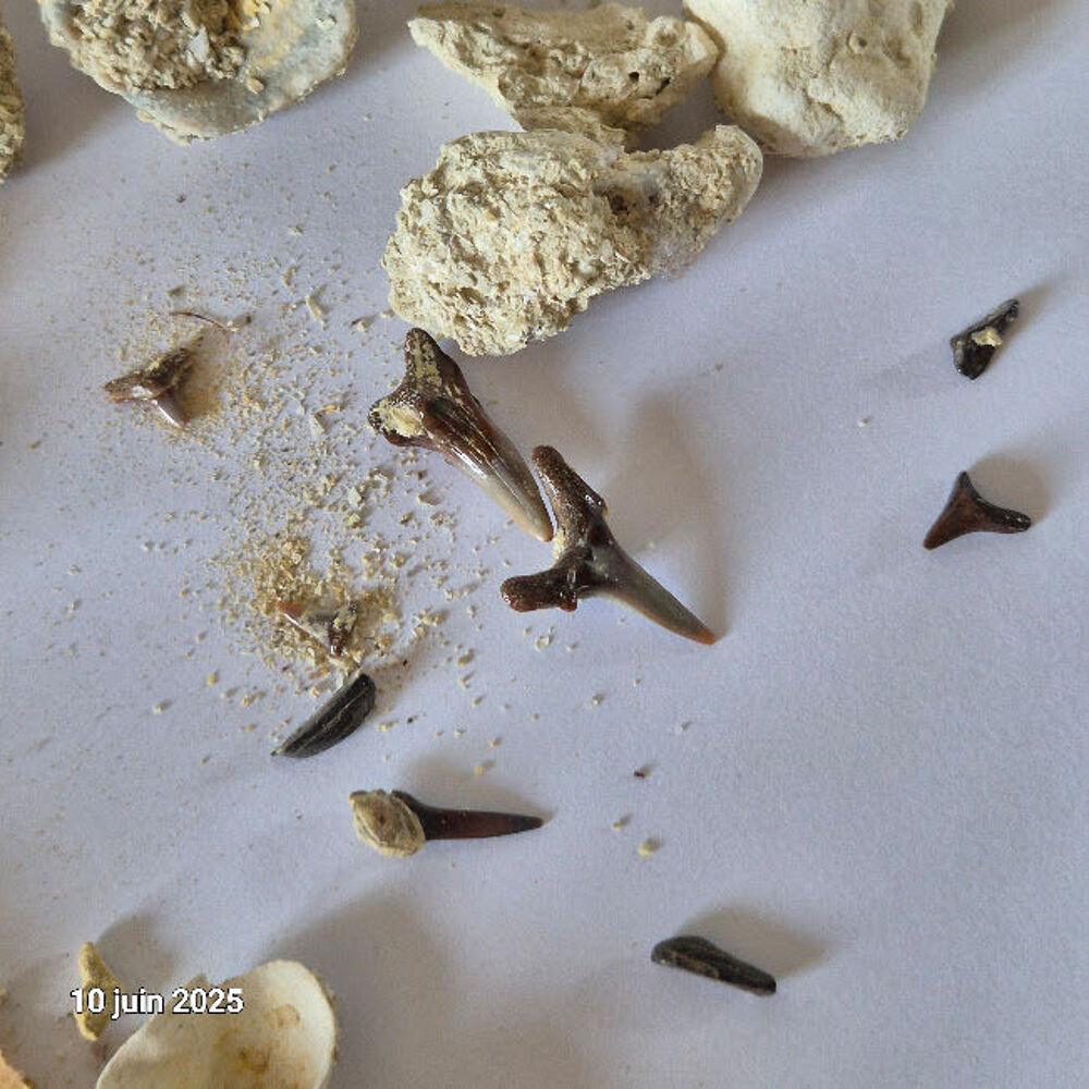des coquillages de notre plan&egrave;te, du corail, des dents de re 