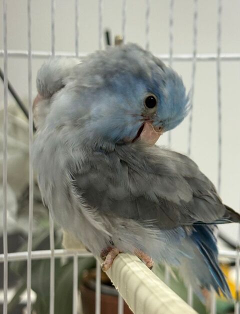 Touis celeste m&acirc;les EPP 50 93600 Aulnay-sous-bois