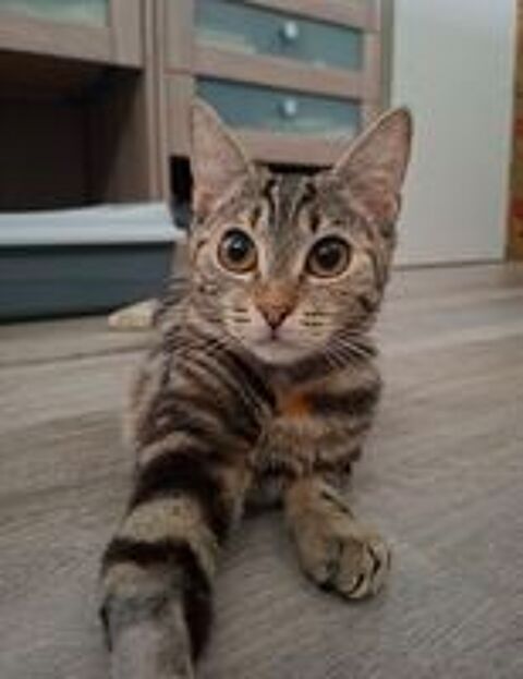  Lyne petite chipie à adopter 