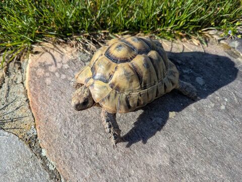 &Eacute;change m&acirc;le Greaca 0 74210 Faverges