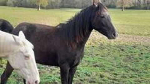   Magnifique pouliche demi sans arabe layla ds arabians  