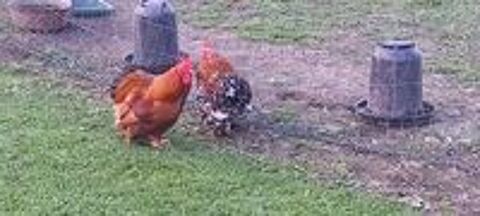  Coq pekin  