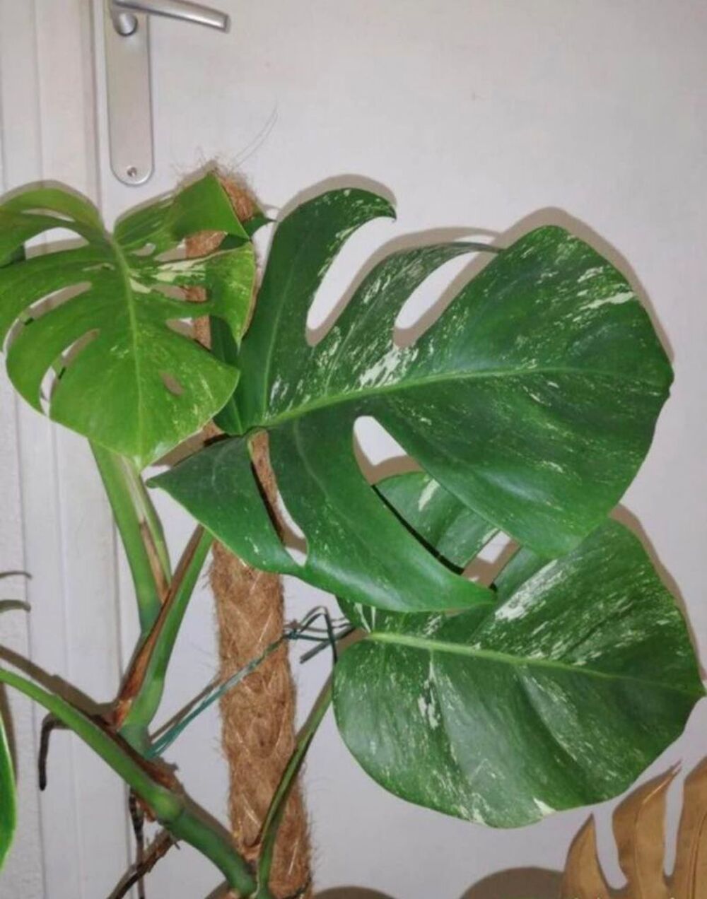 plante monstera variegata Jardin
