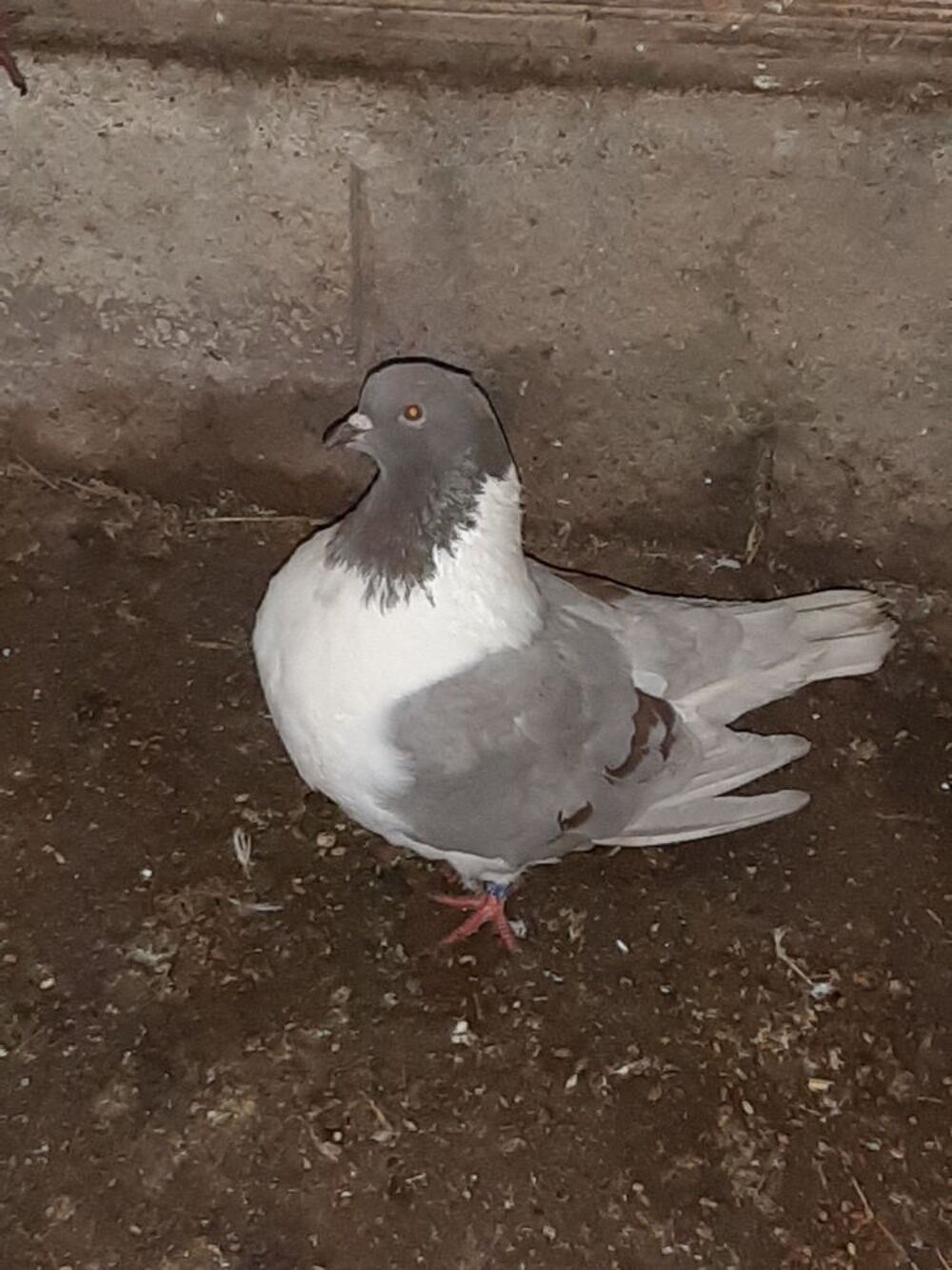   pigeons strasser + pigeons paon indien+tourterelles 