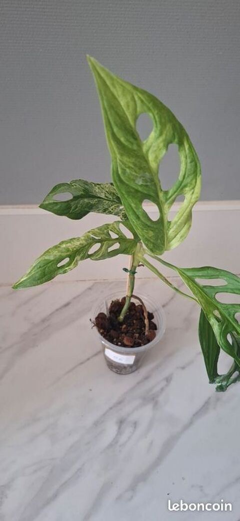 Monstera adansonii indonesian marble bouture 66 Clermont-Ferrand (63)