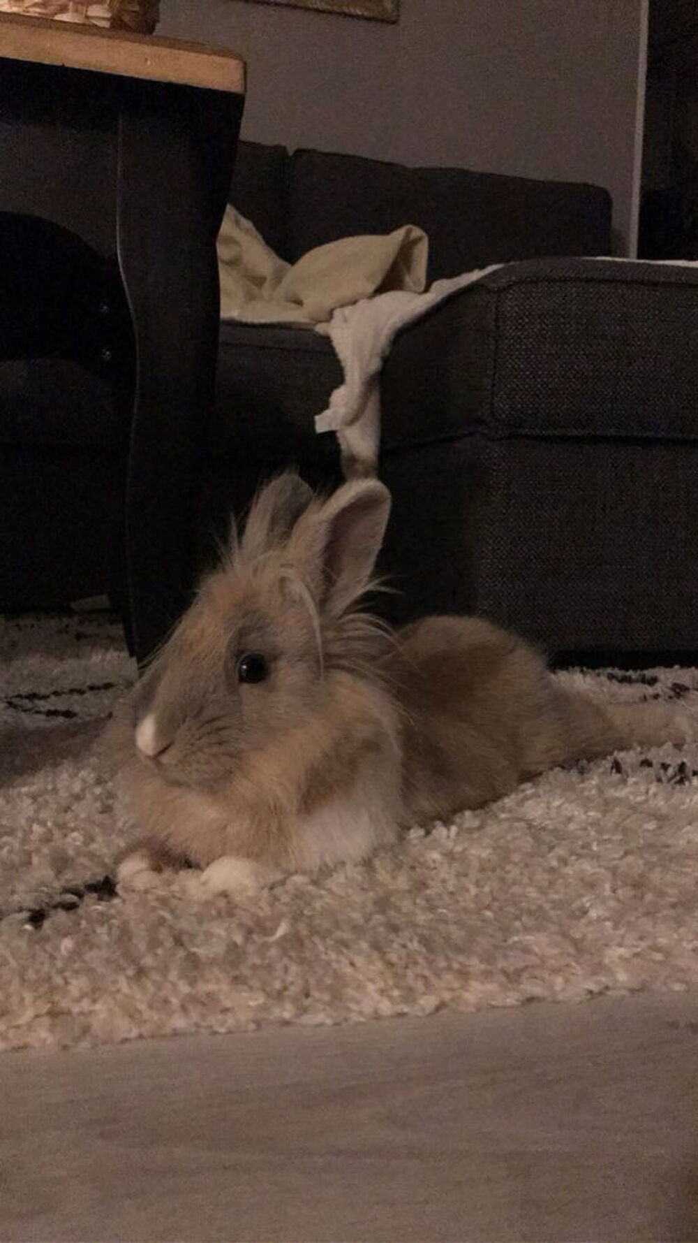   Lapin nain angora  