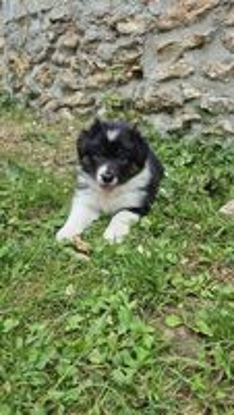   Chiots bergers australiens LOF 