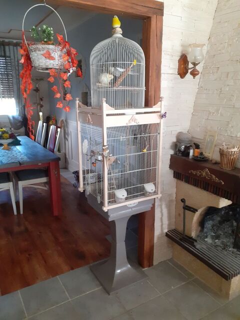 Trs belle
Cage  oiseaux  350 Saint-Florentin (89)
