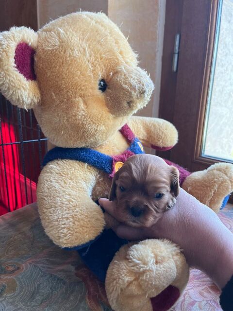 4 chiots cavalier King Charles ruby 1200 53350 Fontaine-couverte