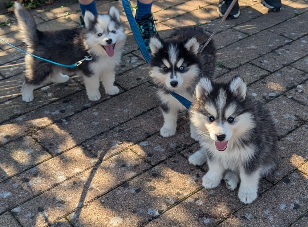   Chiots Pomsky F4 fleur de lys 