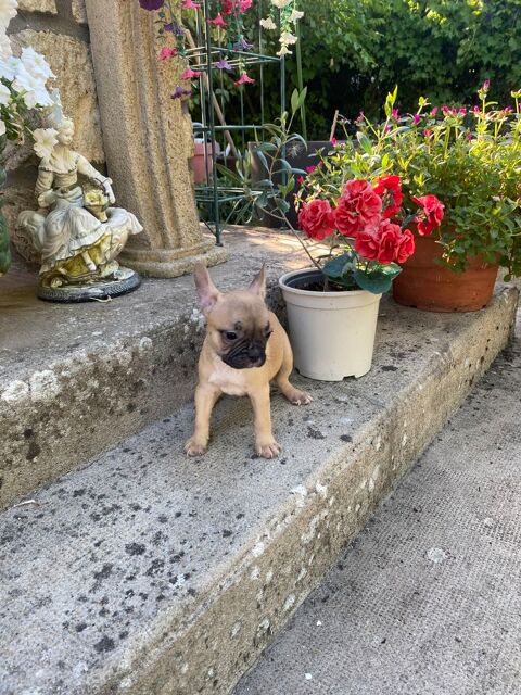 Chiots bouledogue fran&ccedil;ais, femelles 850 33210 Preignac