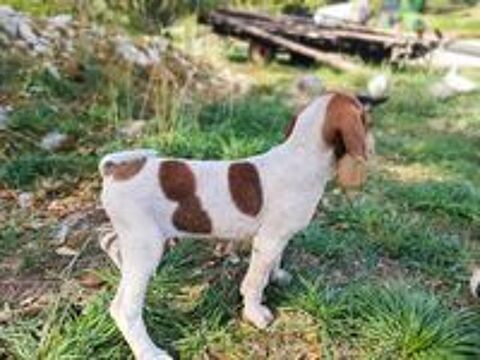   Chiot origine sanglier  