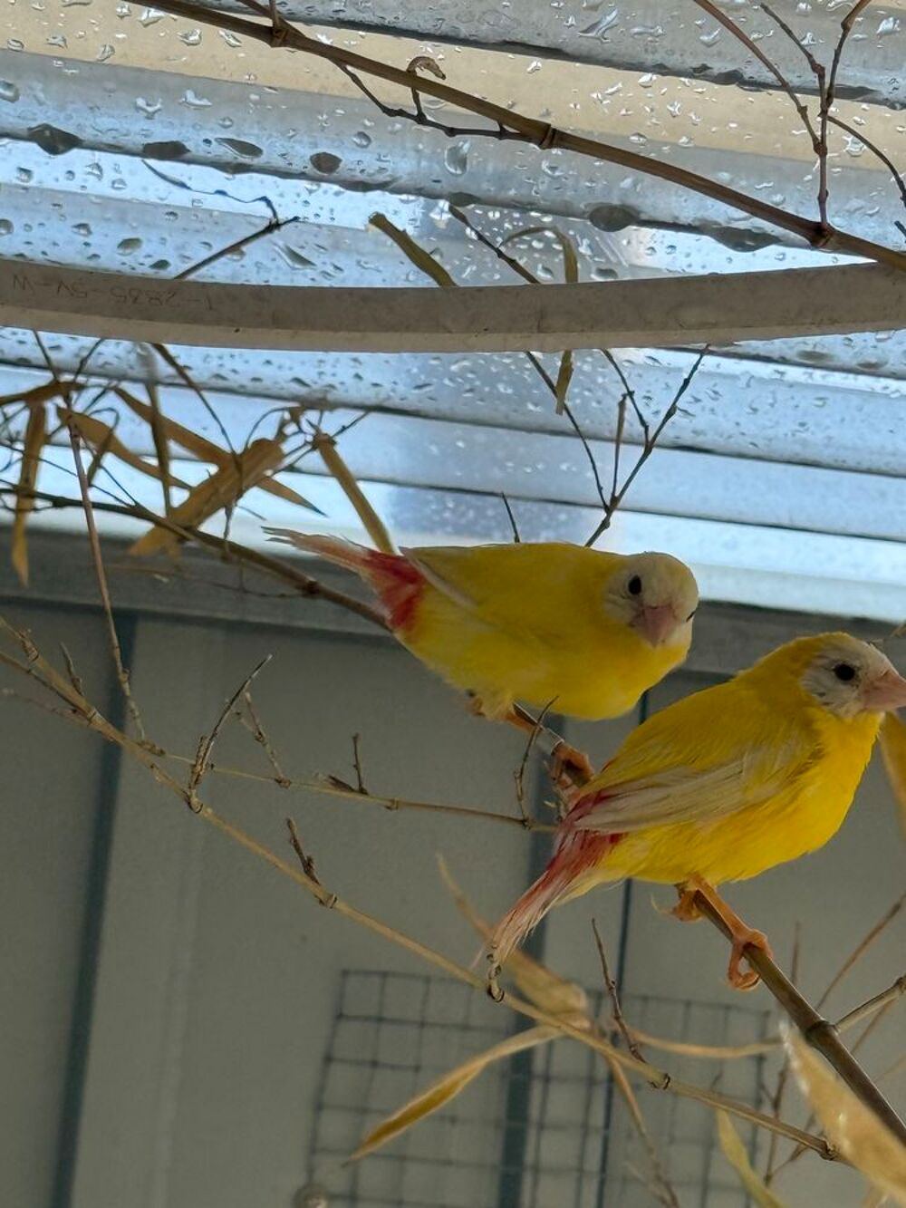   Oiseaux kittlitz jaune lutino  