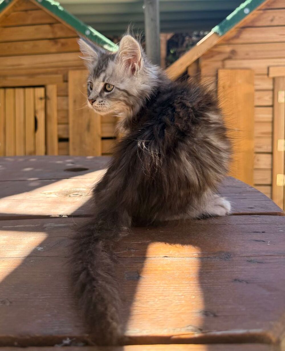   Chaton Maine Coon male LOOF 