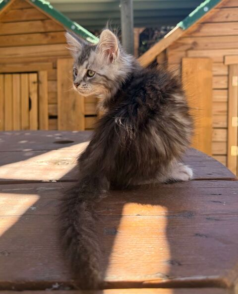 Chaton Maine Coon male LOOF 1100 13400 Aubagne