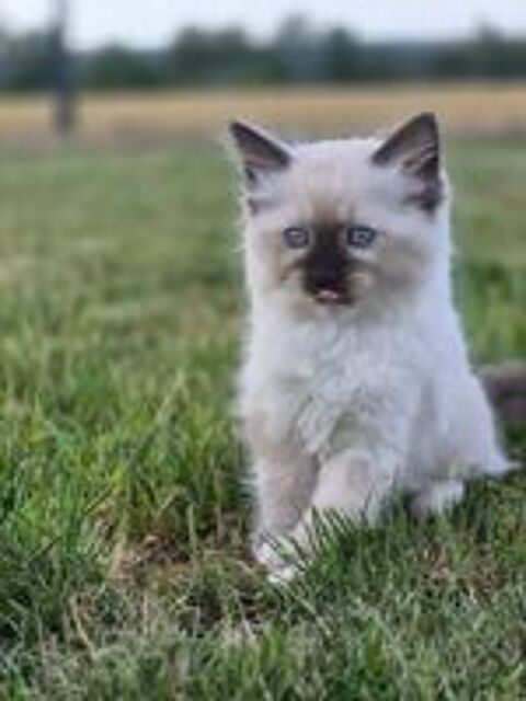   Magnifiques Chatons Ragdoll Mâles LOOF ?  
