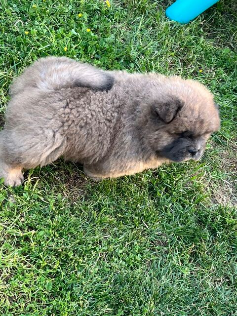 Chow Chow 1600 35480 Saint-malo-de-phily