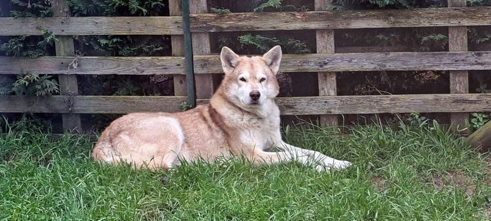   BALTO, magnifique Chien loup de Saarloos  