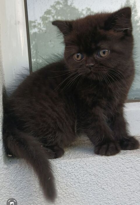 British shorthair chaton femelle ( Black panthère) 1150 92700 Colombes