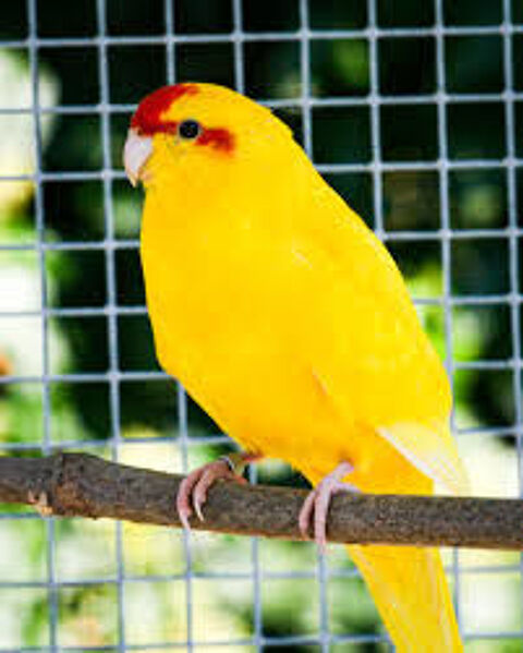 Kakarikis 30 73310 Serri�res-en-chautagne