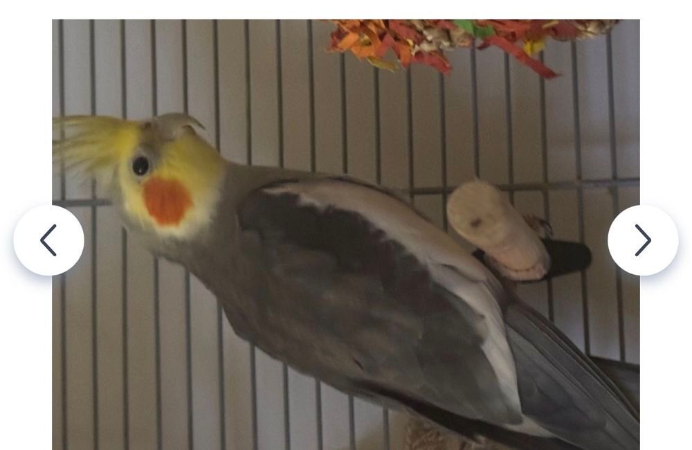   oiseau 