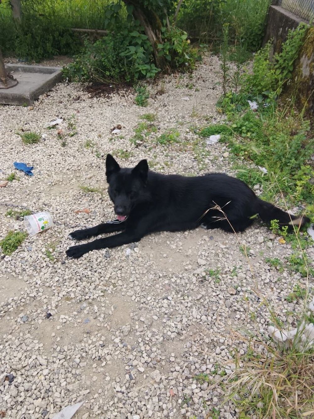   Donne chien  
