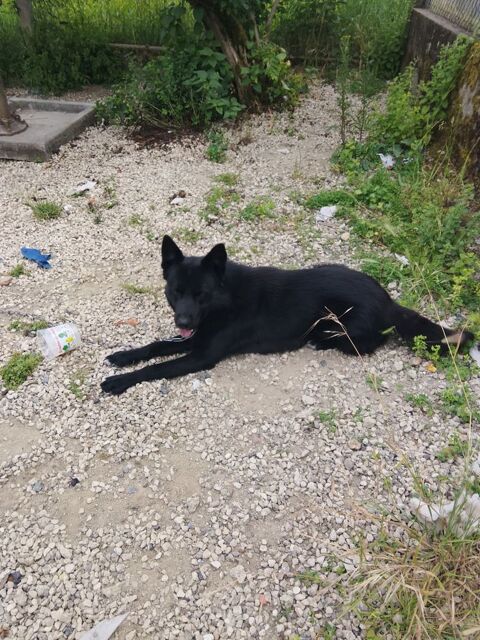 Donne chien  0 86120 Bournand