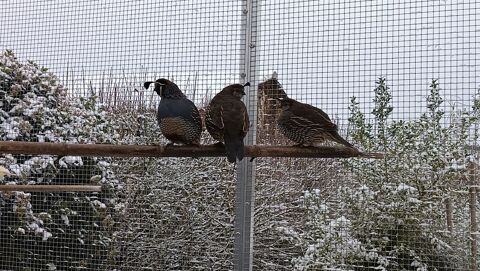 couple colin de Californie + 1 femelle 100 86130 Saint-georges-l�s-baillargeaux