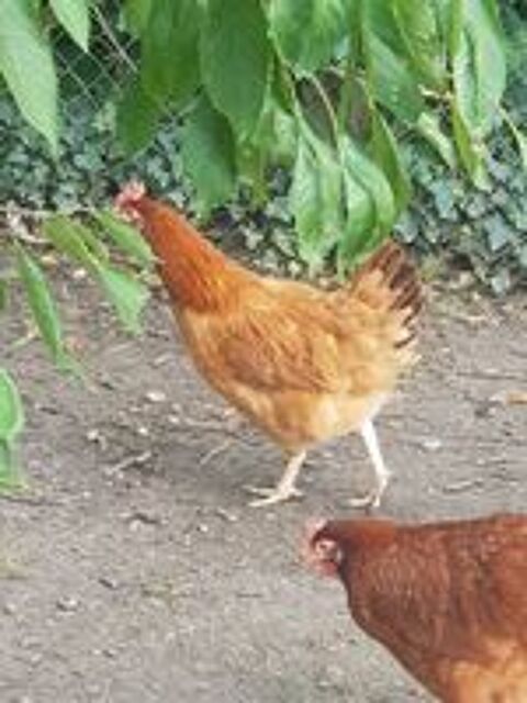   Poules pondeuses rousses a queue noir 