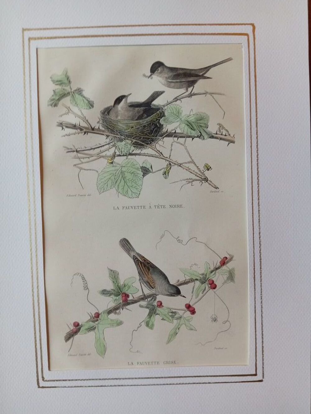 GRAVURES ORIGINALES DE BUFFON LES OISEAUX 1830 