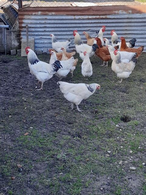 Coqs sussex 15 57170 Vaxy