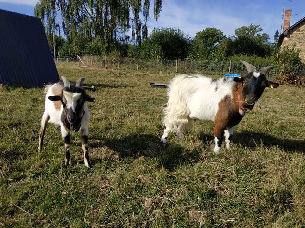   Oryx et Padrig, 2 boucs nains castrs 