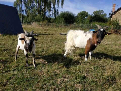 Oryx et Padrig, 2 boucs nains castrés 180 35370 Gennes-sur-seiche