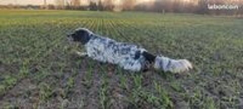   Saillie Setter anglais tricolore Lof 