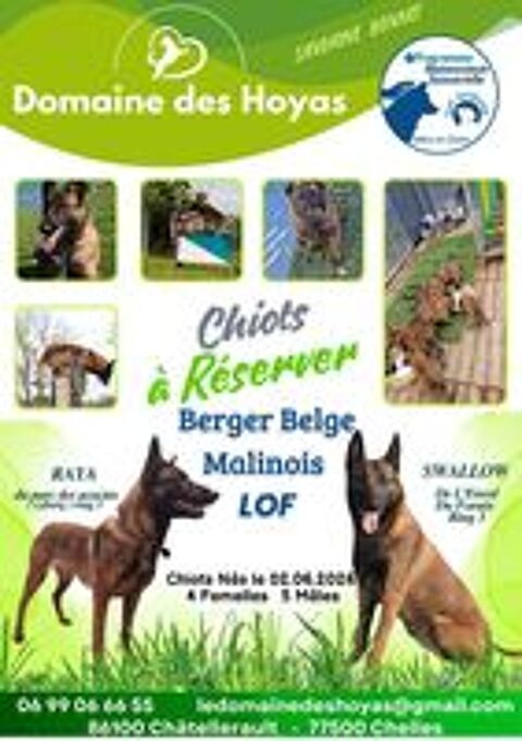   CHIOTS BERGER BELGE MALINOIS LOF 