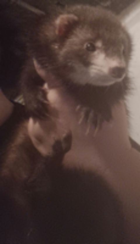   Jeune Furette semi ANGORA black self 