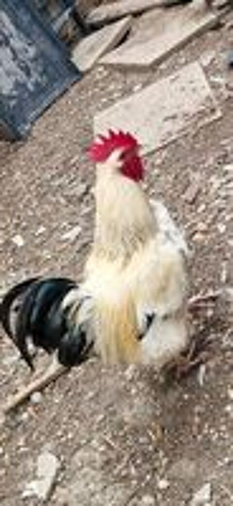   Coq sussex 
