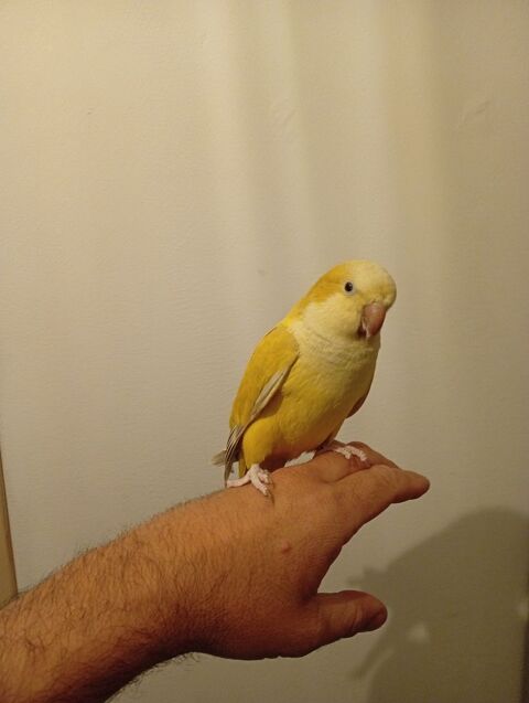 Conure veuve 300 13127 Vitrolles