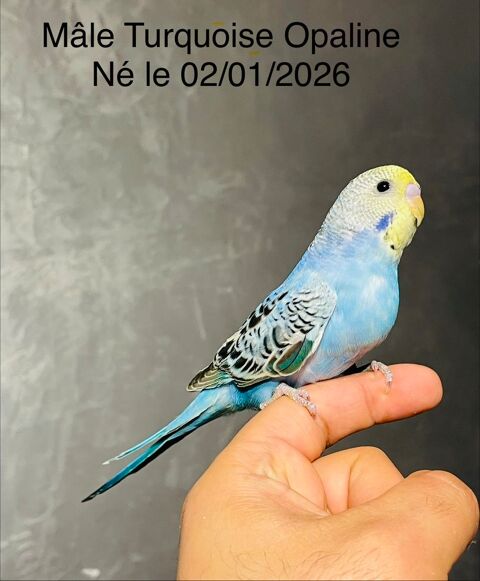 Tr&egrave;s Beaux M&acirc;les Perruche Ondul&eacute;e EAM Bien Apprivoiser 25  80 94450 Limeil-br�vannes