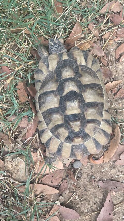 tortue,Greaca femelle 200 34410 Sérignan