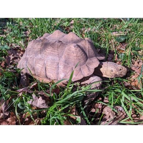 Tortue Sillonnée "Sulcata" - Femelle de 40 cm , 12 kg - puce 946, 15 ans 2900 35136 Saint-jacques-de-la-lande