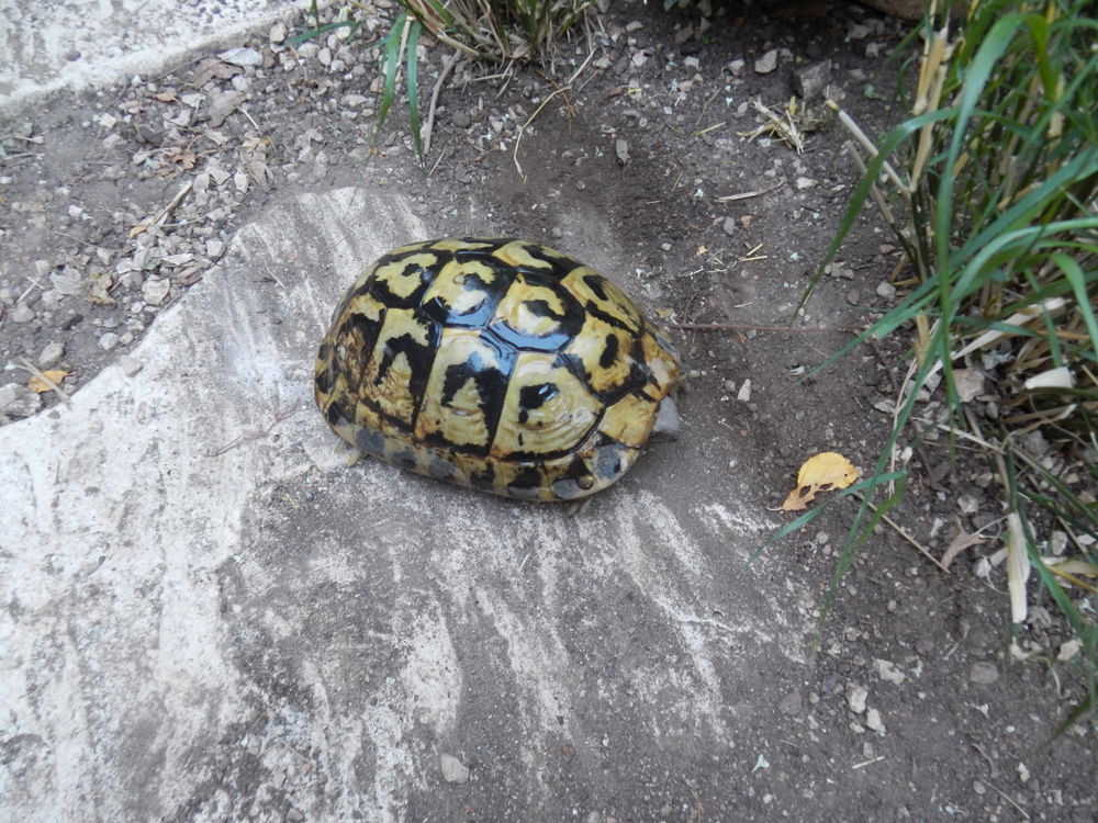   cherche tortue boettgeri 