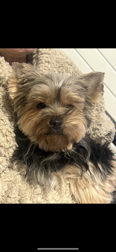 &Agrave; r&eacute;server chiots YORKSHIRE M/F n&eacute;s le 21/10/25 1600 83170 Tourves