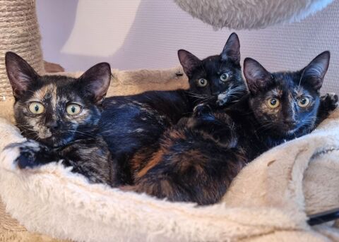 À l'adoption 3 jolis chatons femelles écaille de tortue 0 89520 Saint-sauveur-en-puisaye